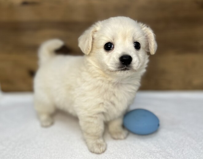 チワワママ Lチワワ×Mダックス（2025.11.18現在） | わんちゃんの紹介 | ペット