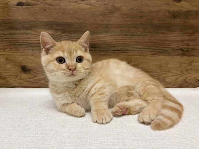 かちさん専用アンティーク ハーマン Hermann ねこ 猫 マンチカン