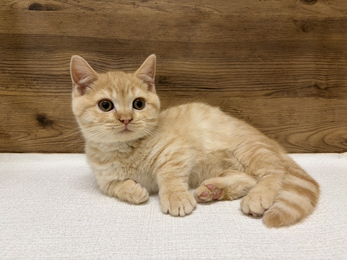 マンチカン(2025.11.27現在)