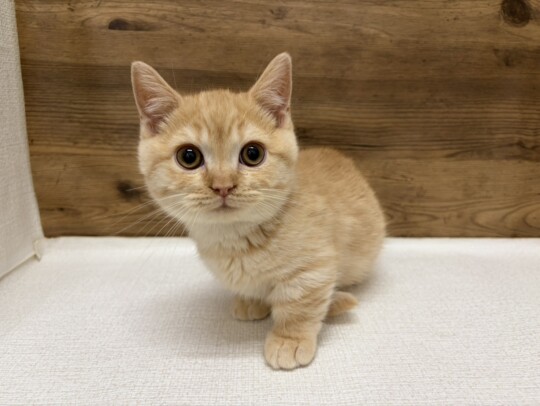 マンチカン(2025.11.27現在)