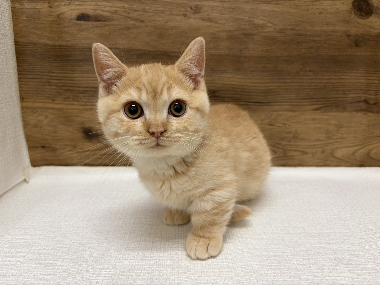 マンチカン(2025.11.27現在)