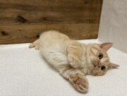 マンチカン(2025.11.27現在)