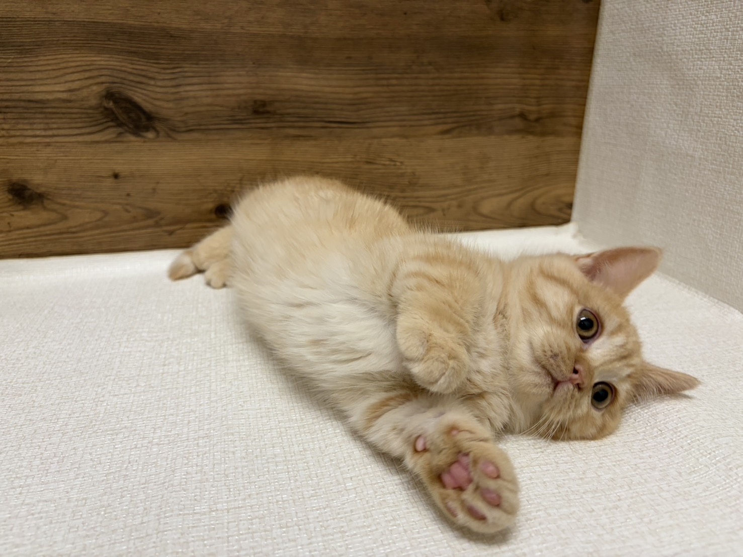 マンチカン(2025.11.27現在)