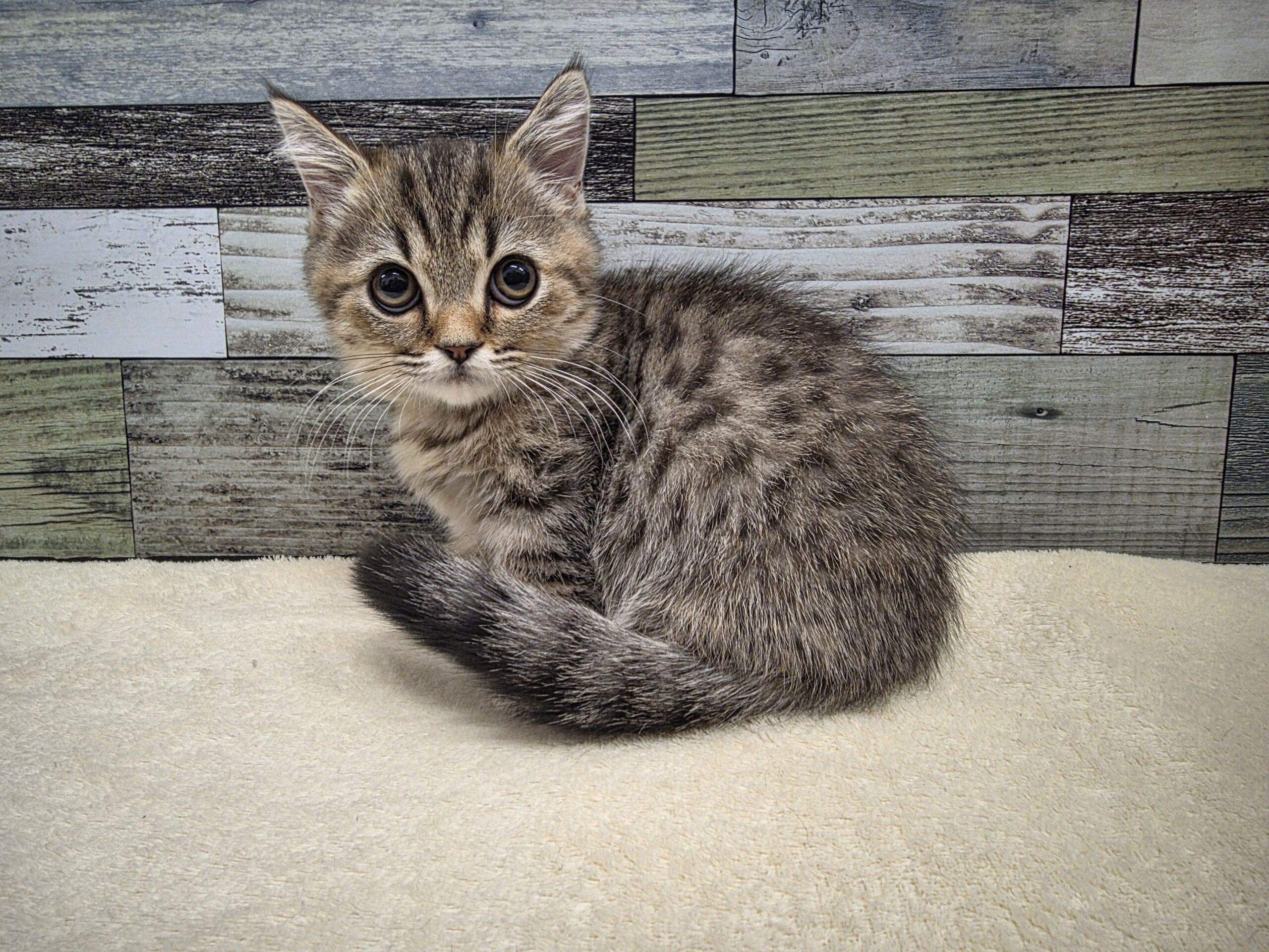 マンチカン(2025.11.5現在)