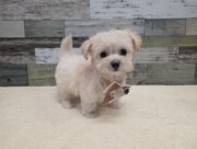 チワワ×ビションフリーゼ(2025.11.27現在)