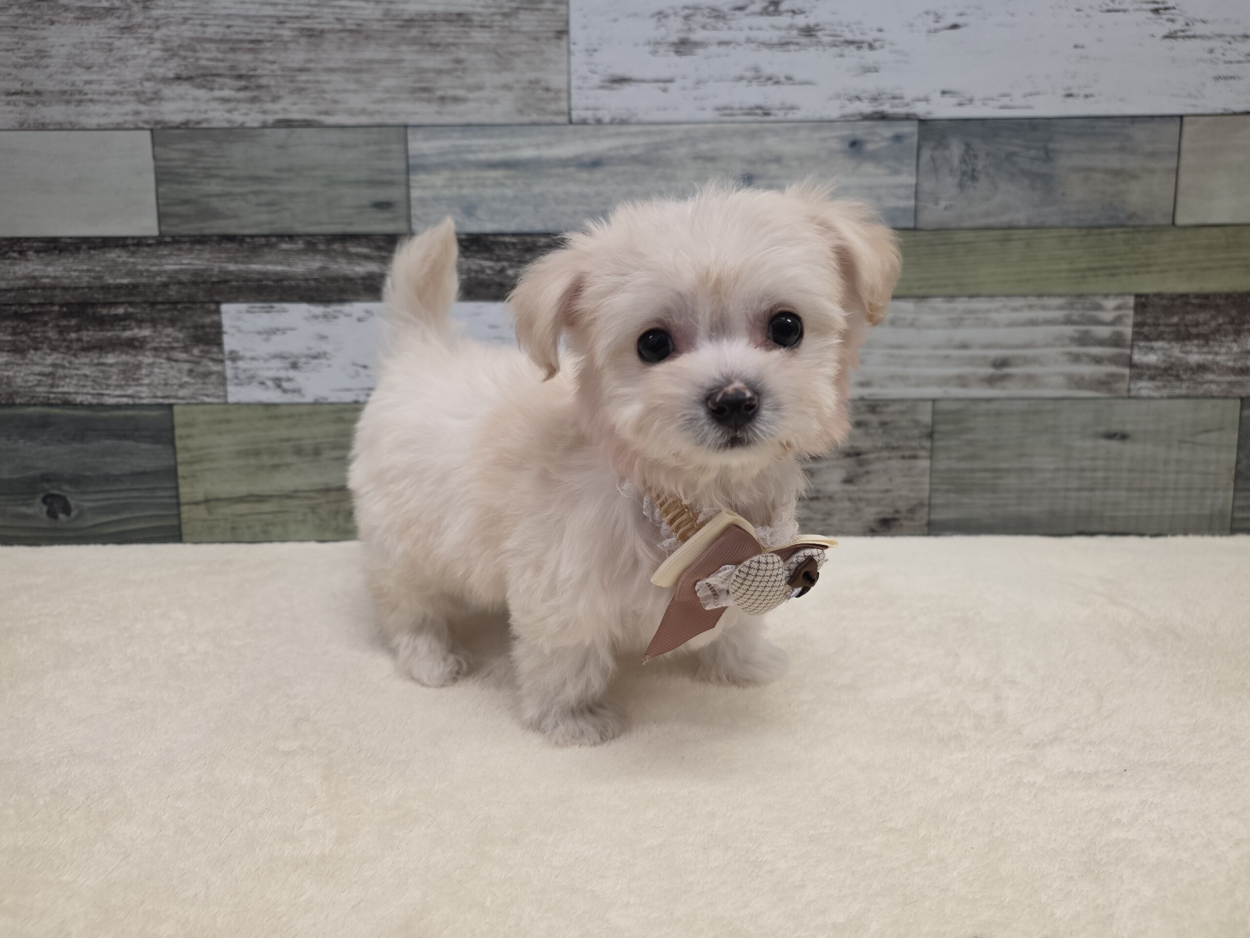 チワワ×ビションフリーゼ(2025.11.27現在)