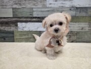 チワワ×ビションフリーゼ(2025.11.27現在)