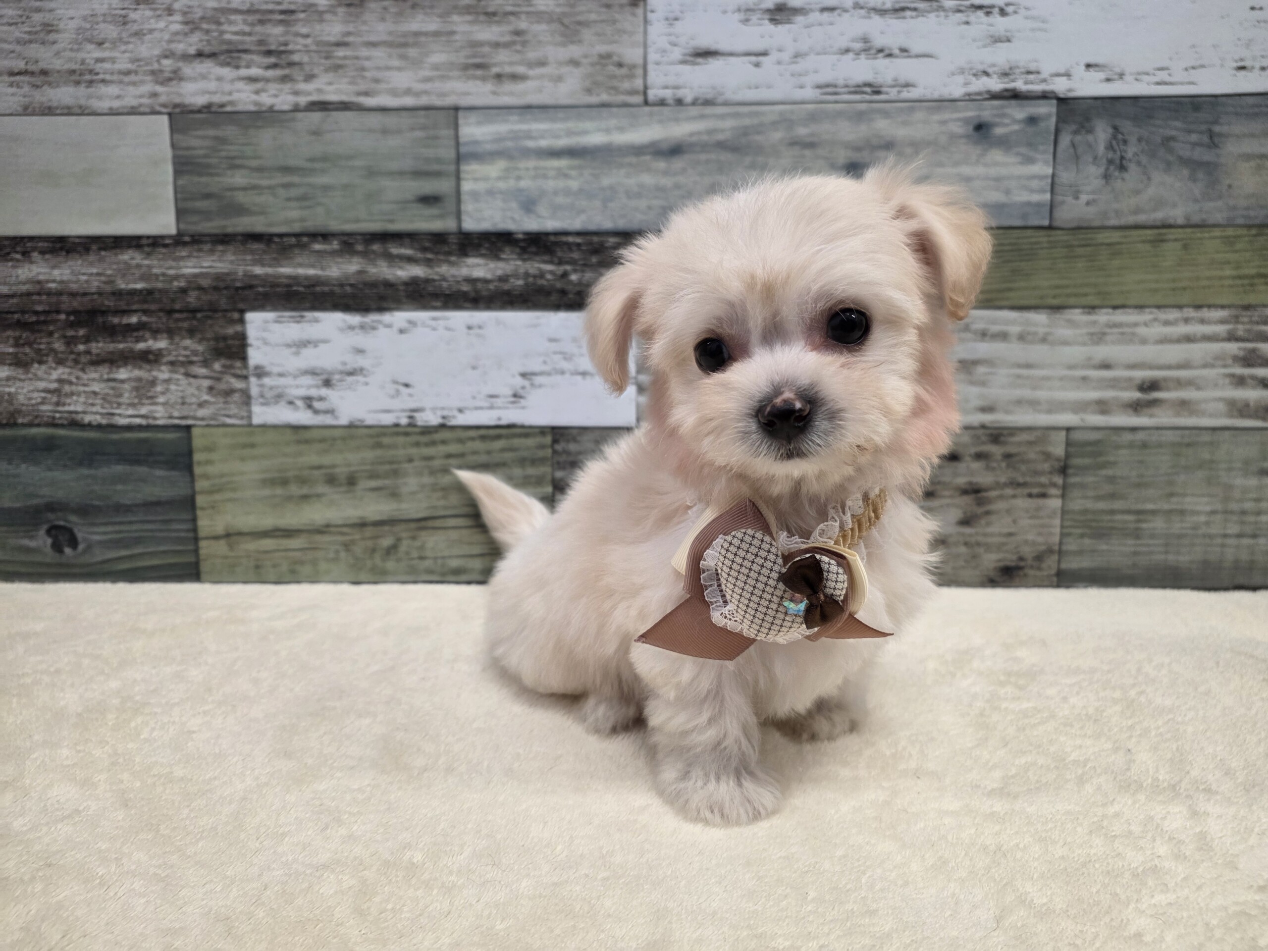 チワワ×ビションフリーゼ(2025.11.27現在)