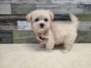 チワワ×ビションフリーゼ(2025.11.27現在)