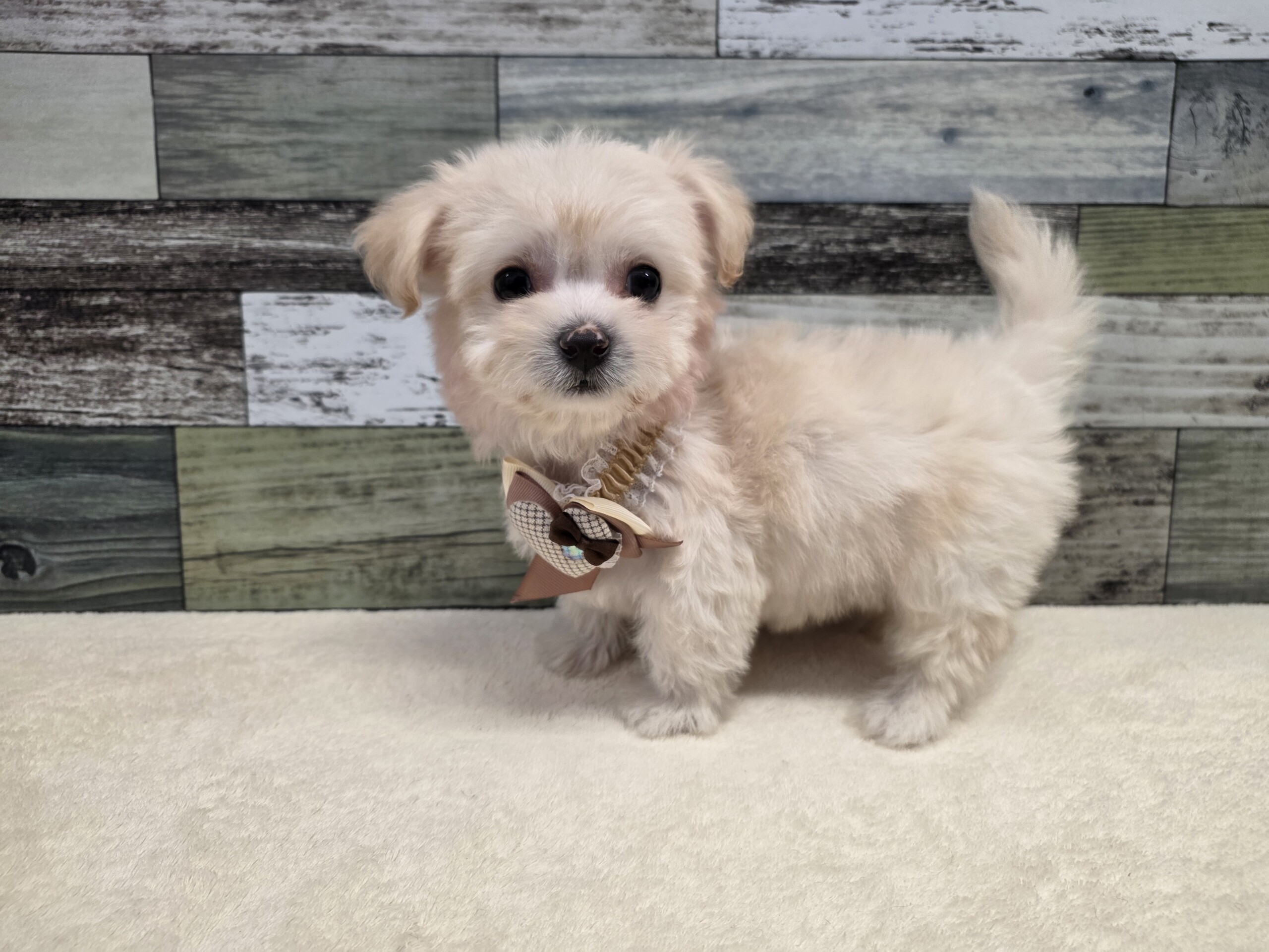 チワワ×ビションフリーゼ(2025.11.27現在)