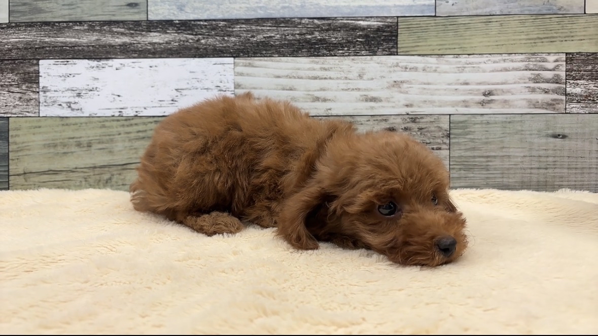 トイプードル(2025.12.11現在)