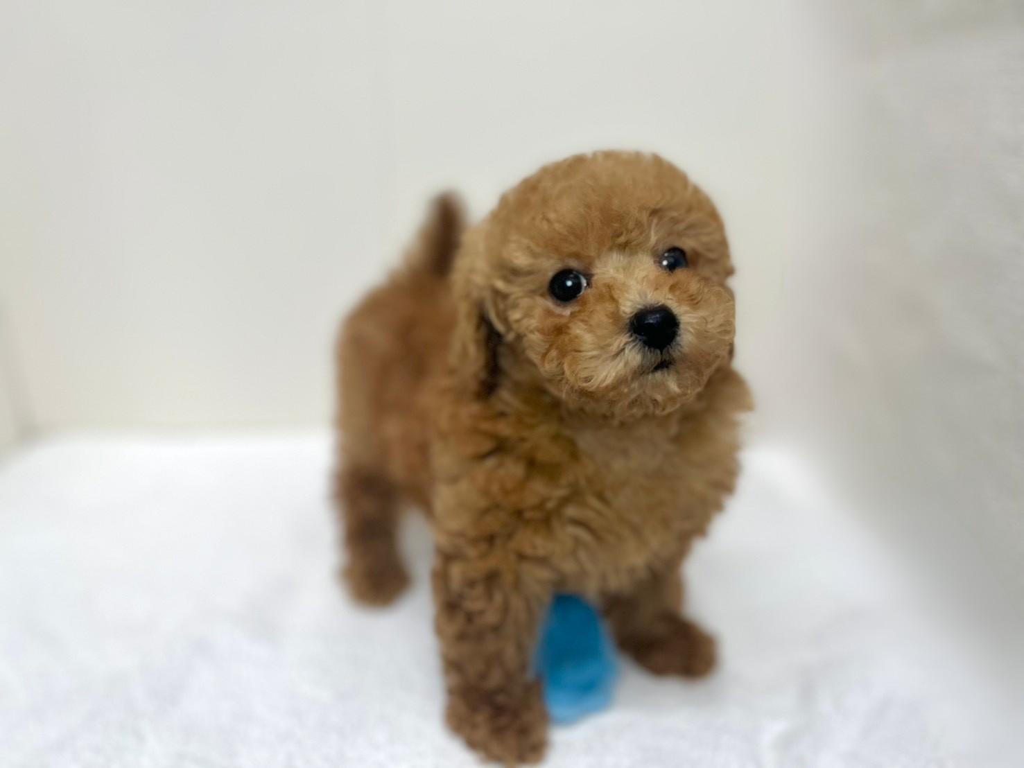 トイプードル（2025.12.10現在）