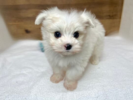 マルチーズ（2025.12.10現在）