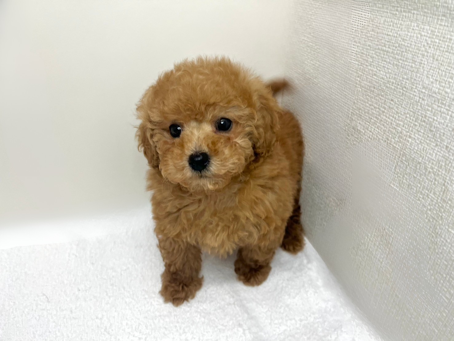 トイプードル（2025.12.10現在）