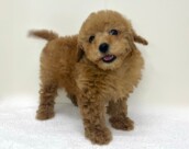 トイプードル（2025.12.10現在）