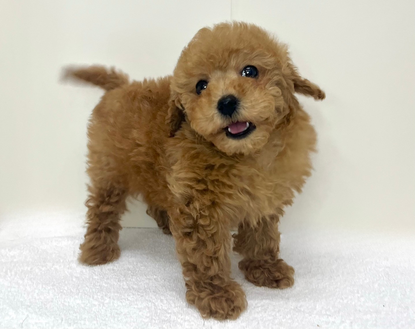 トイプードル（2025.12.10現在）