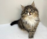 ラガマフィン（2025.12.03現在）