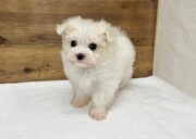 マルチーズ（2025.12.10現在）