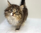 ラガマフィン（2025.12.03現在）