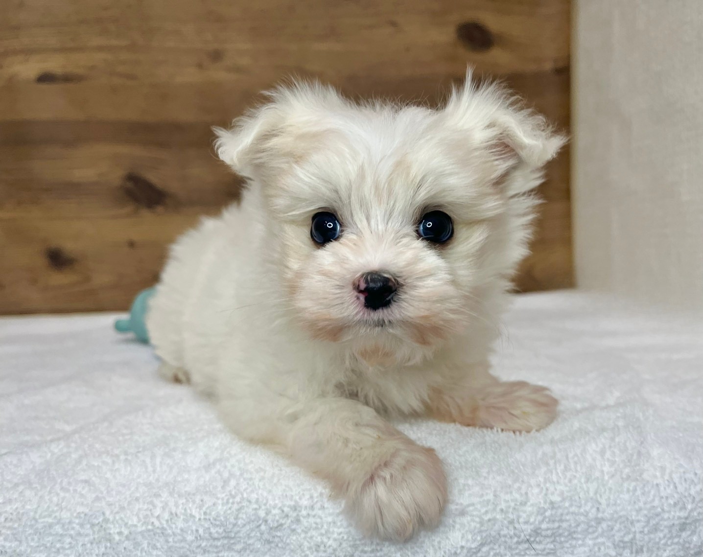 マルチーズ（2025.12.10現在）