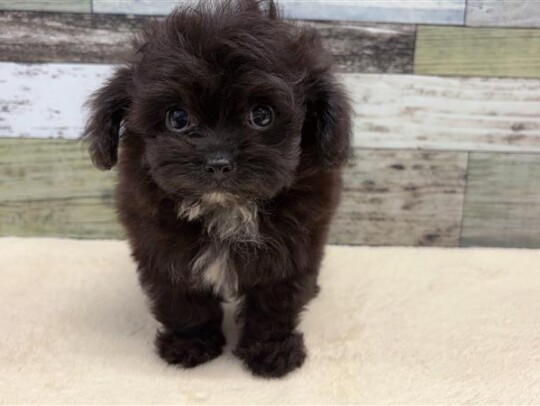 チワワ×トイプードル(2025.12.2現在)