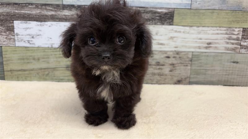 チワワ×トイプードル(2025.12.2現在)