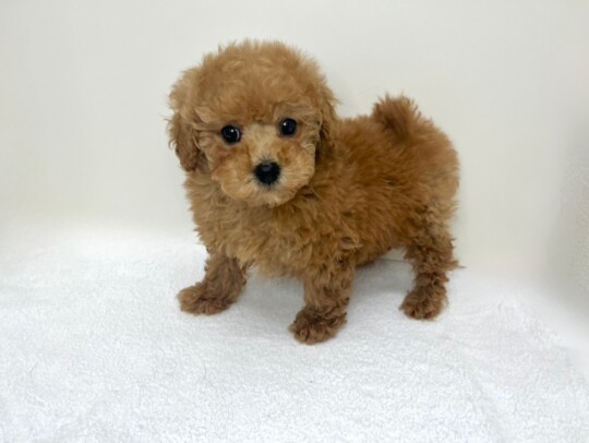 トイプードル（2025.12.10現在）