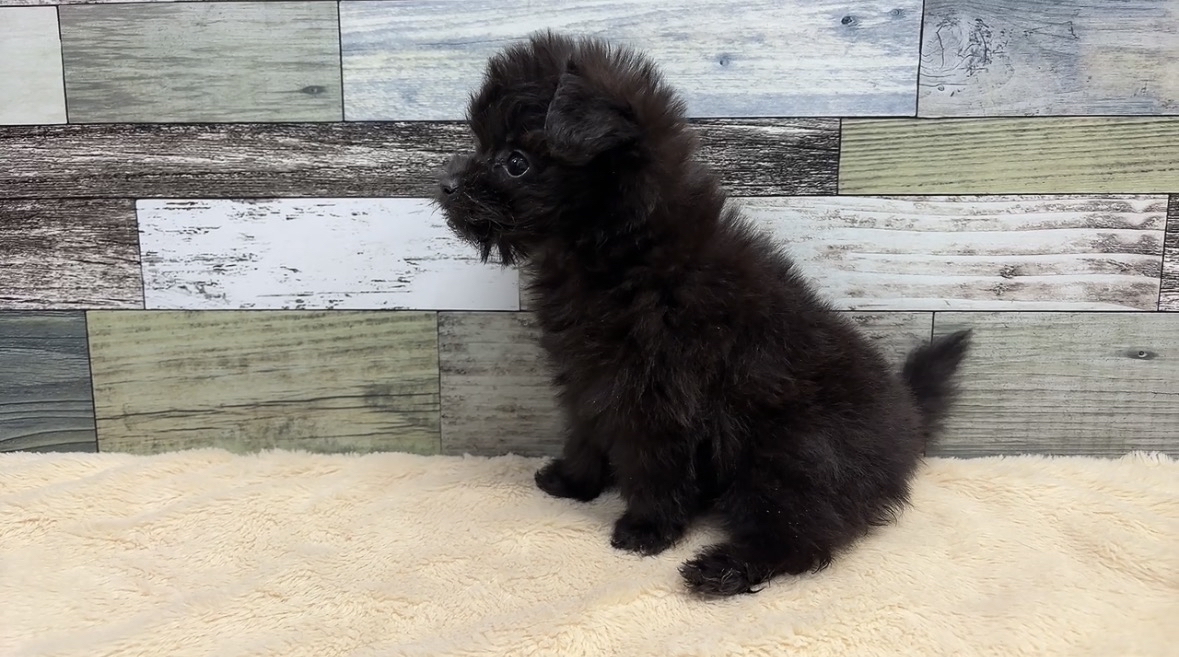 ポメラニアン×トイプードル(2025.12.11現在)