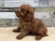 トイプードル(2025.12.11現在)