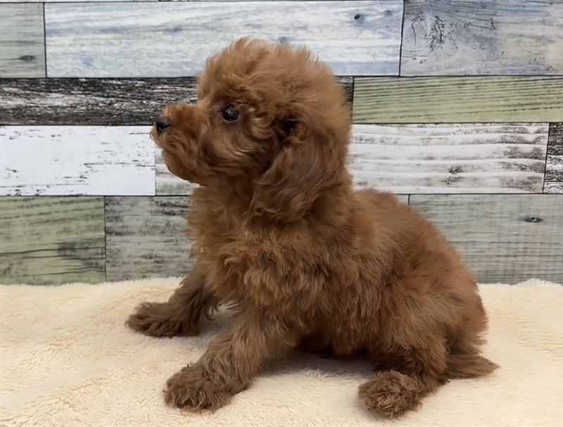 トイプードル(2025.12.11現在)