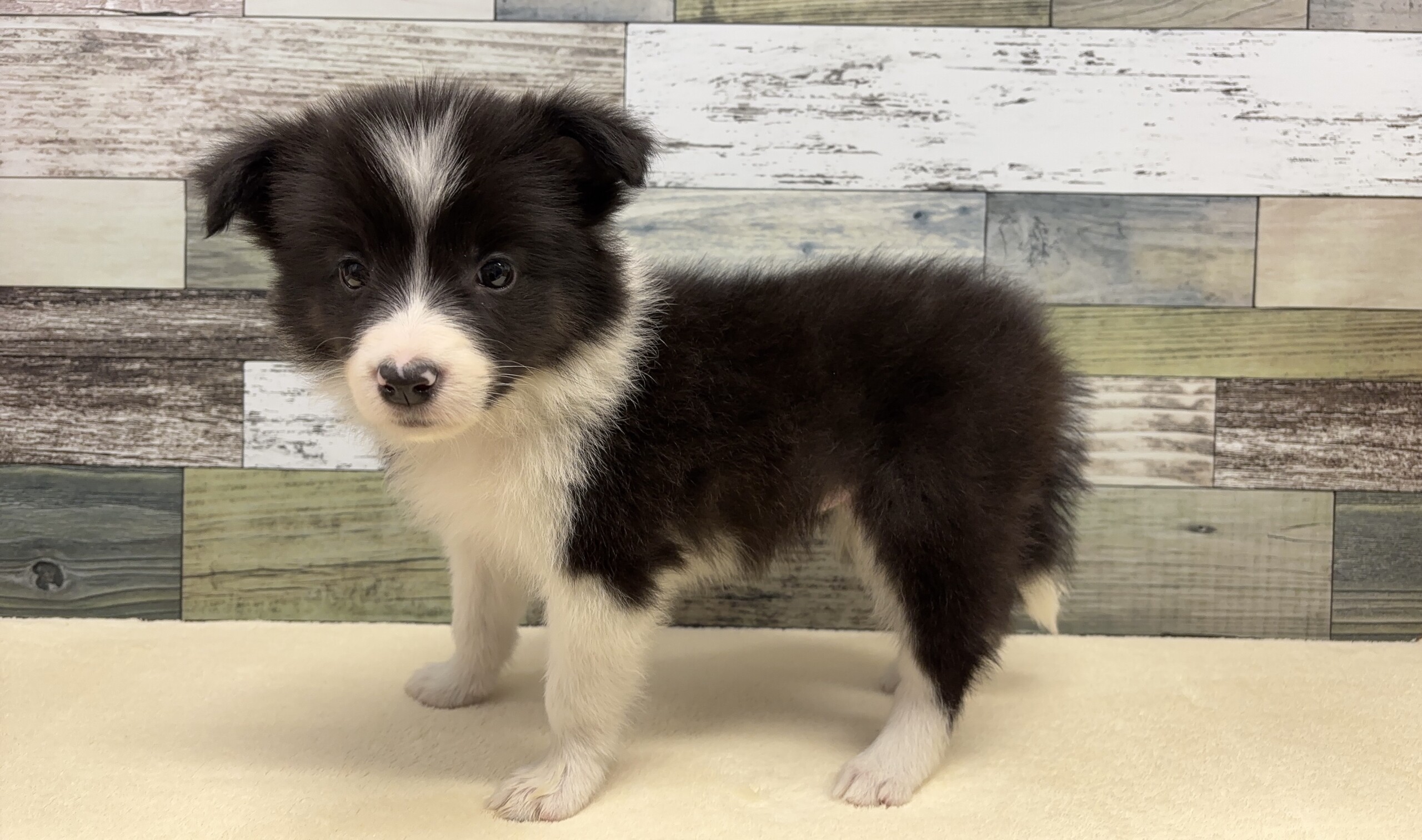 ボーダーコリー(2025.12.16現在)