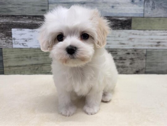 マルチーズ×トイプードル(2025.12.16現在)