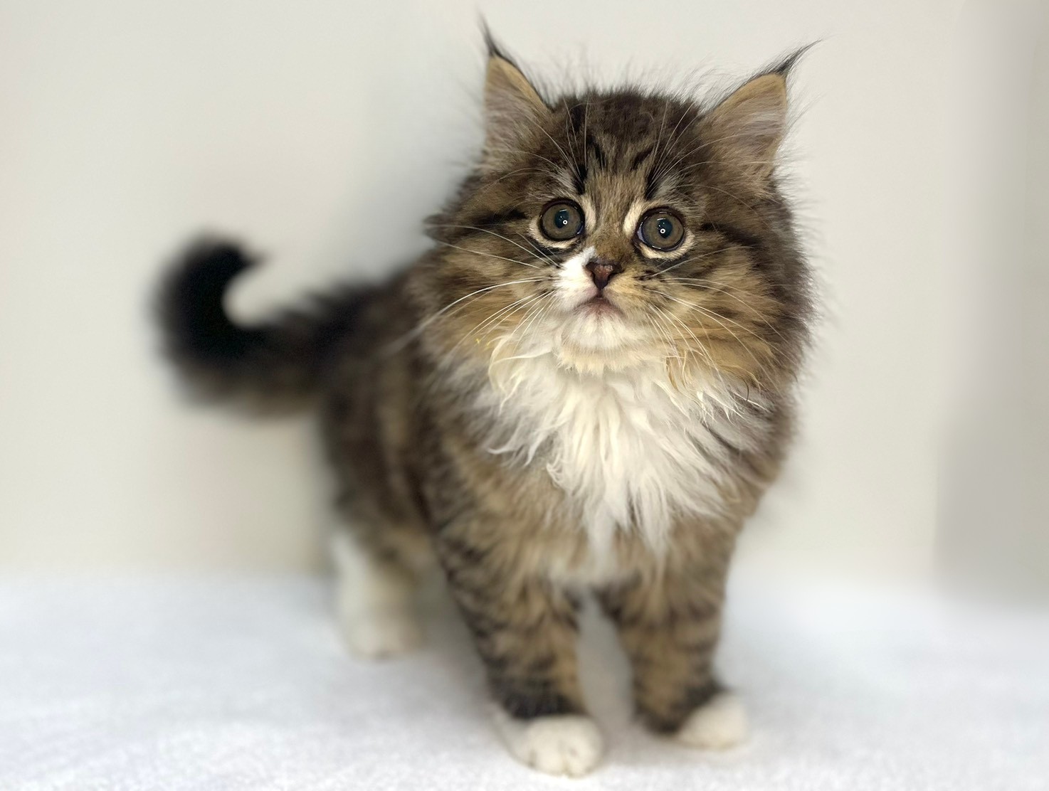 ラガマフィン（2025.12.03現在）