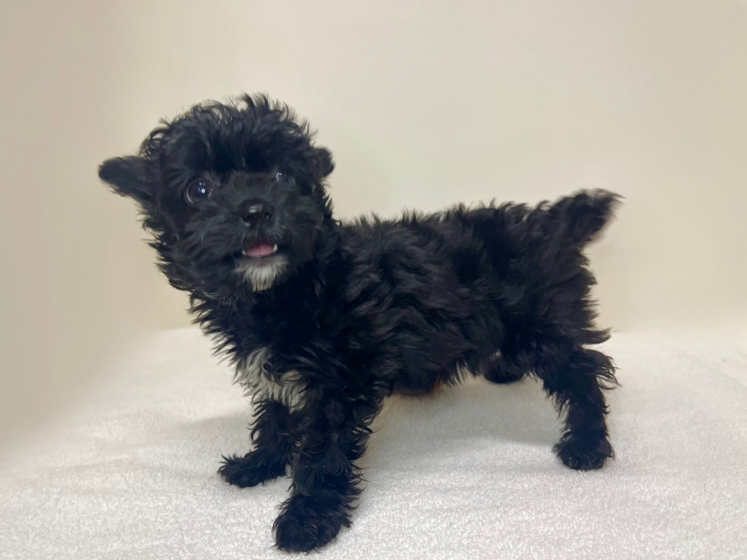 Ｔプードル×チワワ（2025.12.17現在）