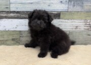 ポメラニアン×トイプードル(2025.12.11現在)