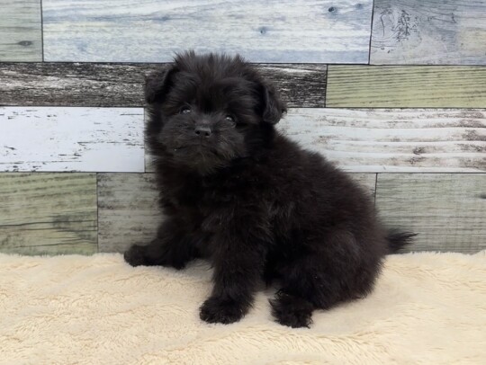 ポメラニアン×トイプードル(2025.12.11現在)