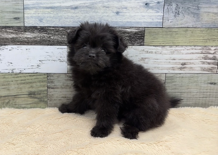 ポメラニアン×トイプードル(2025.12.11現在)