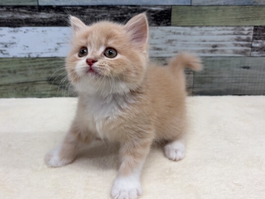 スコティッシュフォールド 立ち耳(2025.12.2現在)