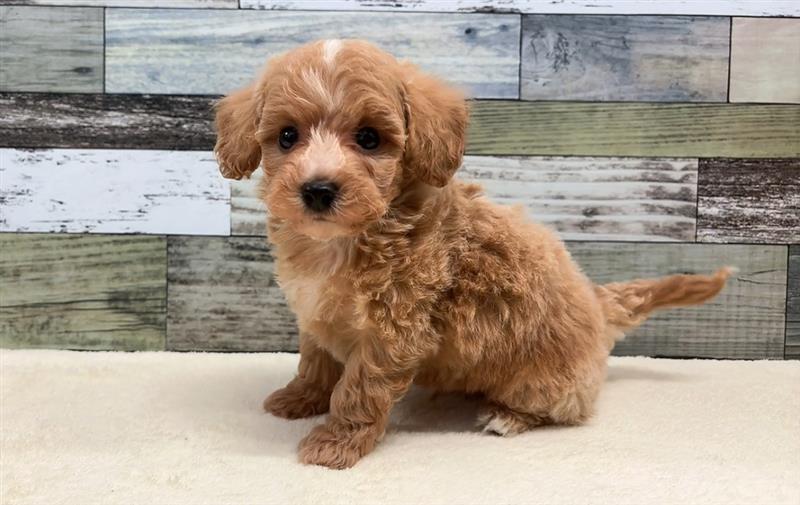 トイプードル×ビションフリーゼ(2025.12.2現在)