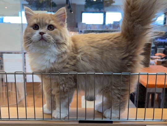 スコティッシュフォールド 立ち耳(2026.02.28現在)