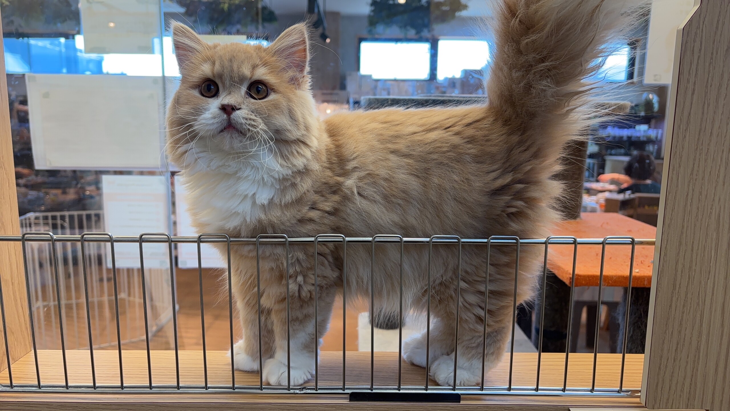 スコティッシュフォールド 立ち耳(2026.02.28現在)