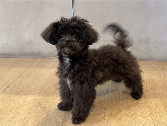 チワワ×トイプードル(2025.02.26現在)