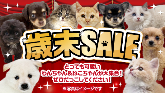 12月26日(金)～31日(土)「歳末SALE」開催！