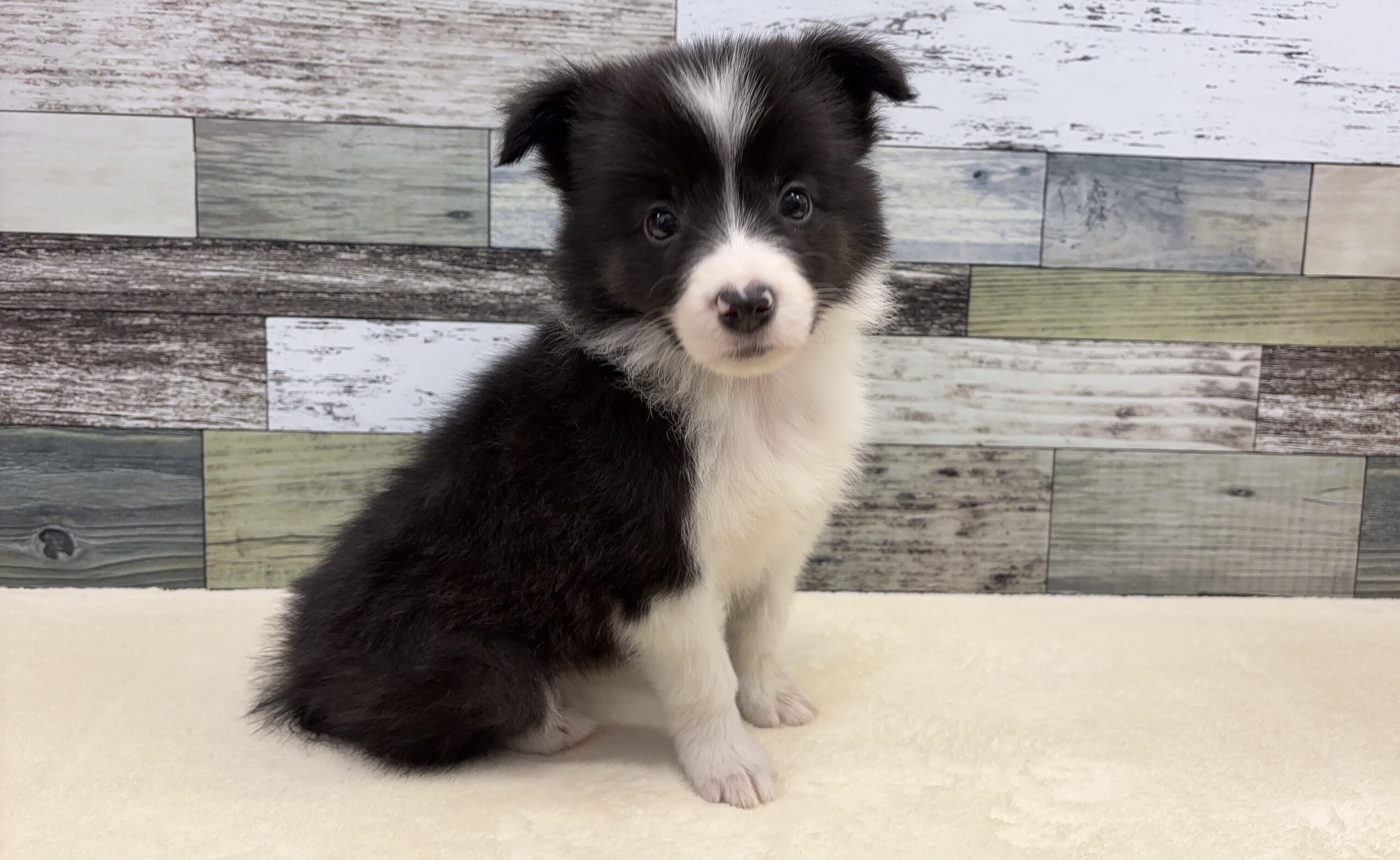 ボーダーコリー(2025.12.16現在)