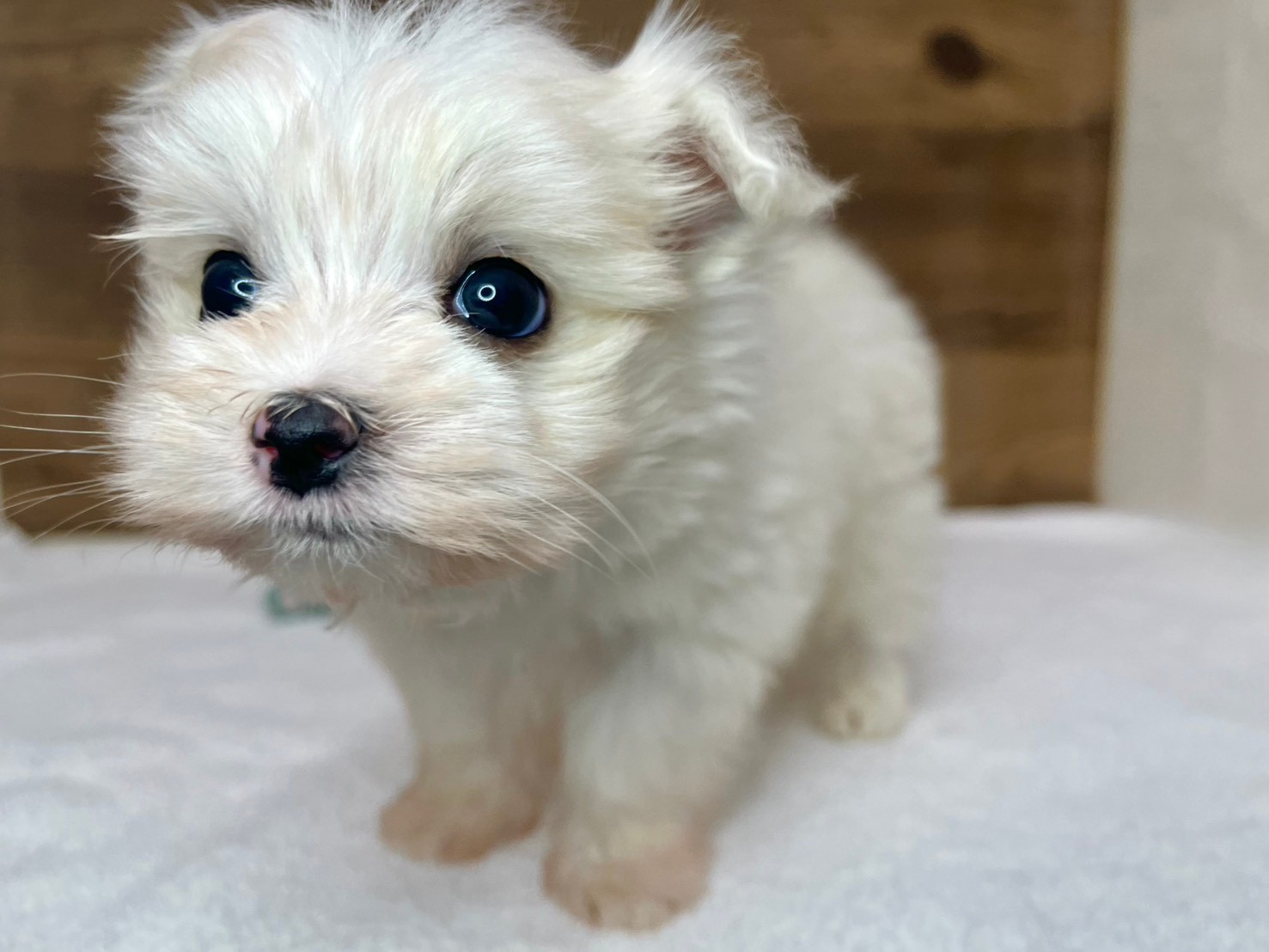 マルチーズ（2025.12.10現在）