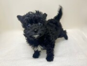 Ｔプードル×チワワ（2025.12.17現在）