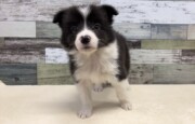 ボーダーコリー(2025.12.16現在)