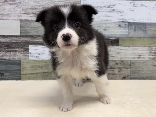 ボーダーコリー(2025.12.16現在)