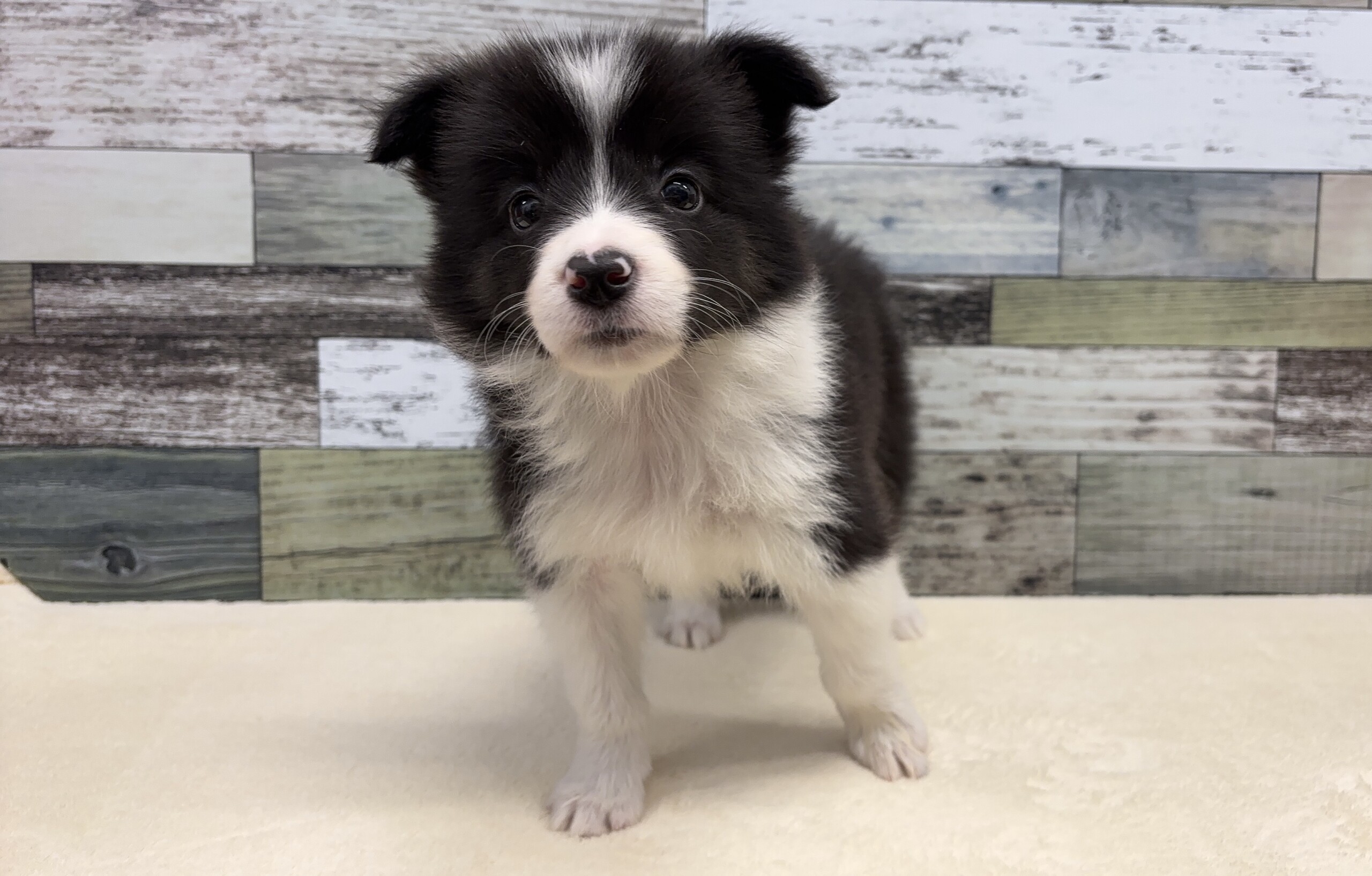 ボーダーコリー(2025.12.16現在)