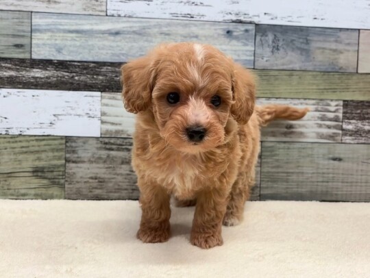 トイプードル×ビションフリーゼ(2025.12.2現在)